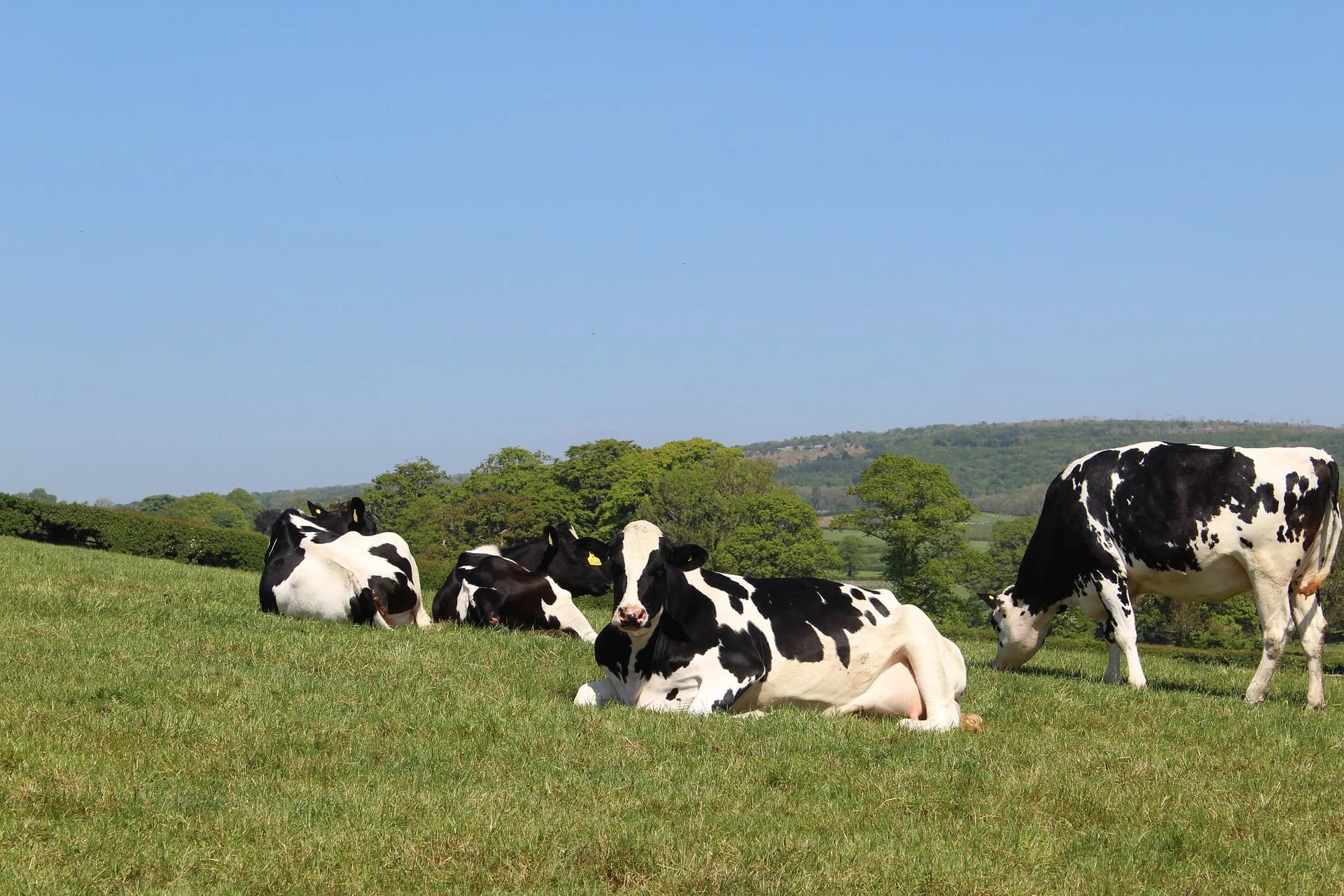 Yeşil merada dinlenen Holstein inekleri