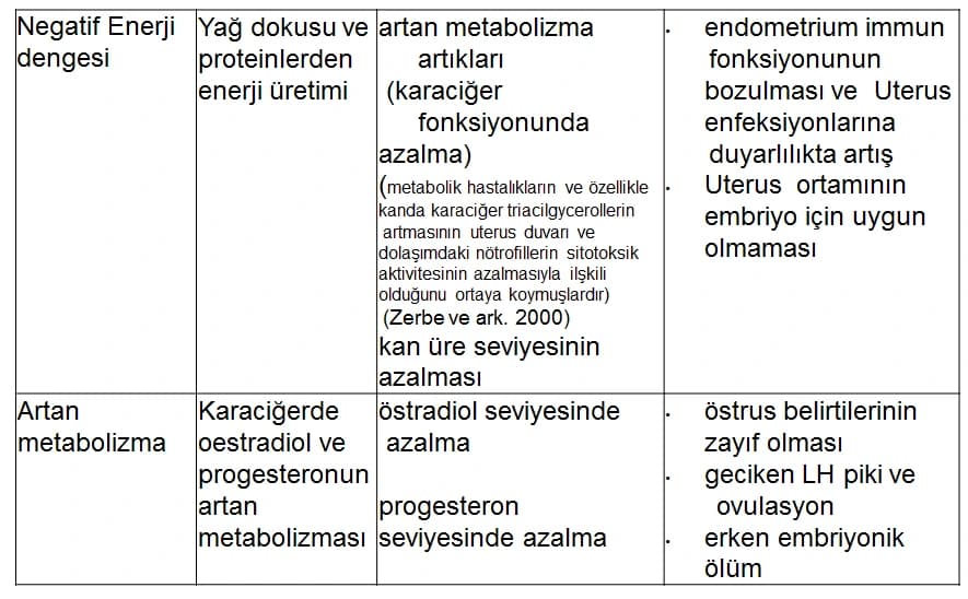 İneklerde Fertilite — görsel 3