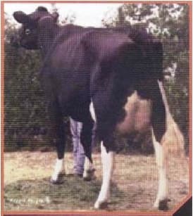 Sütçü Formun Etkileri — görsel 2