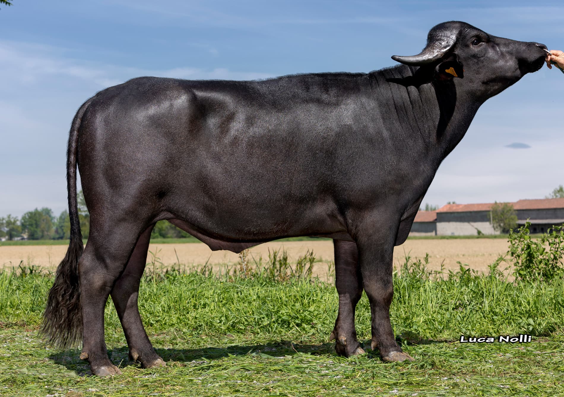 GB GENETICS COFA uygulaması