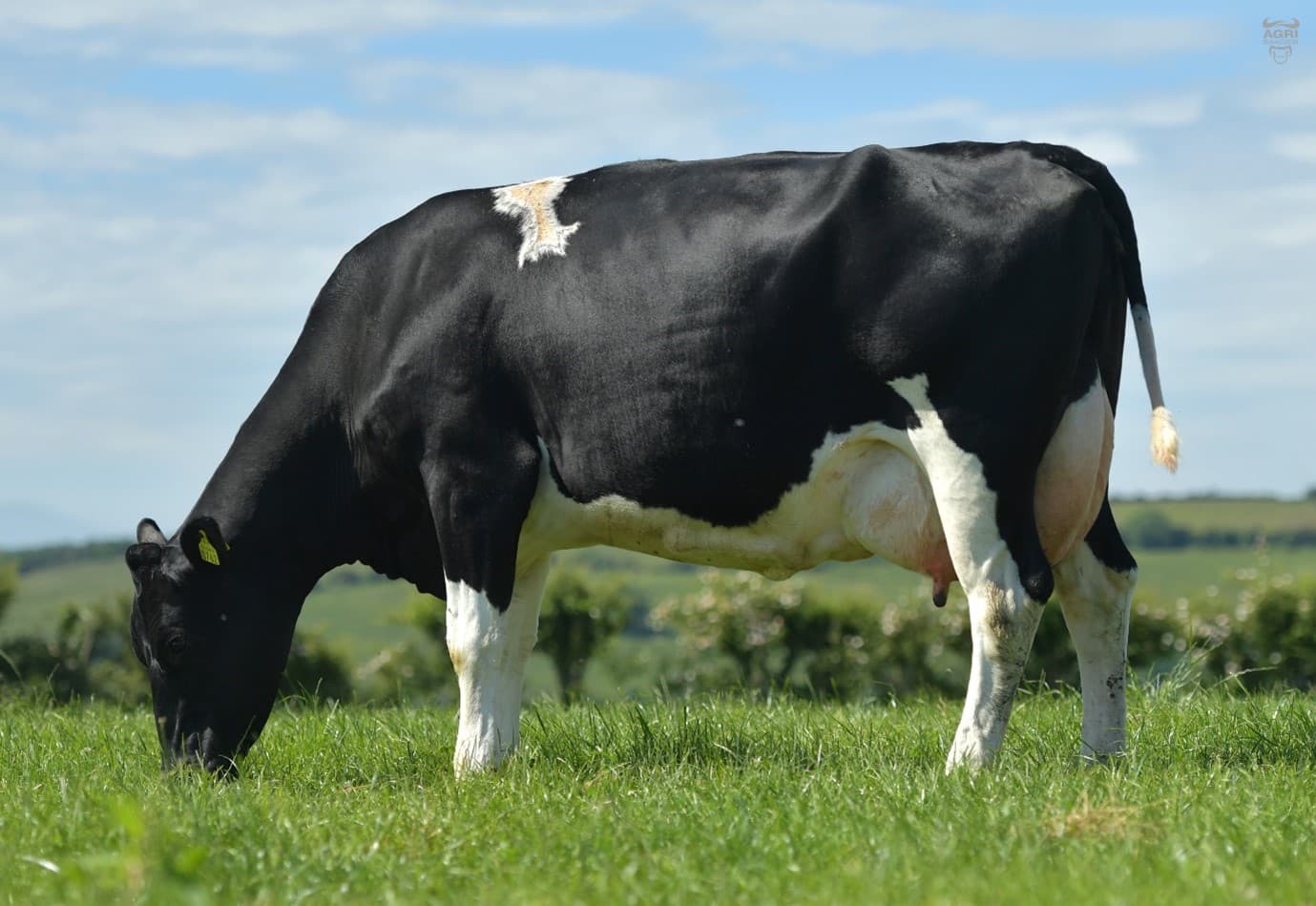 DOVEA GENETICS uygulaması