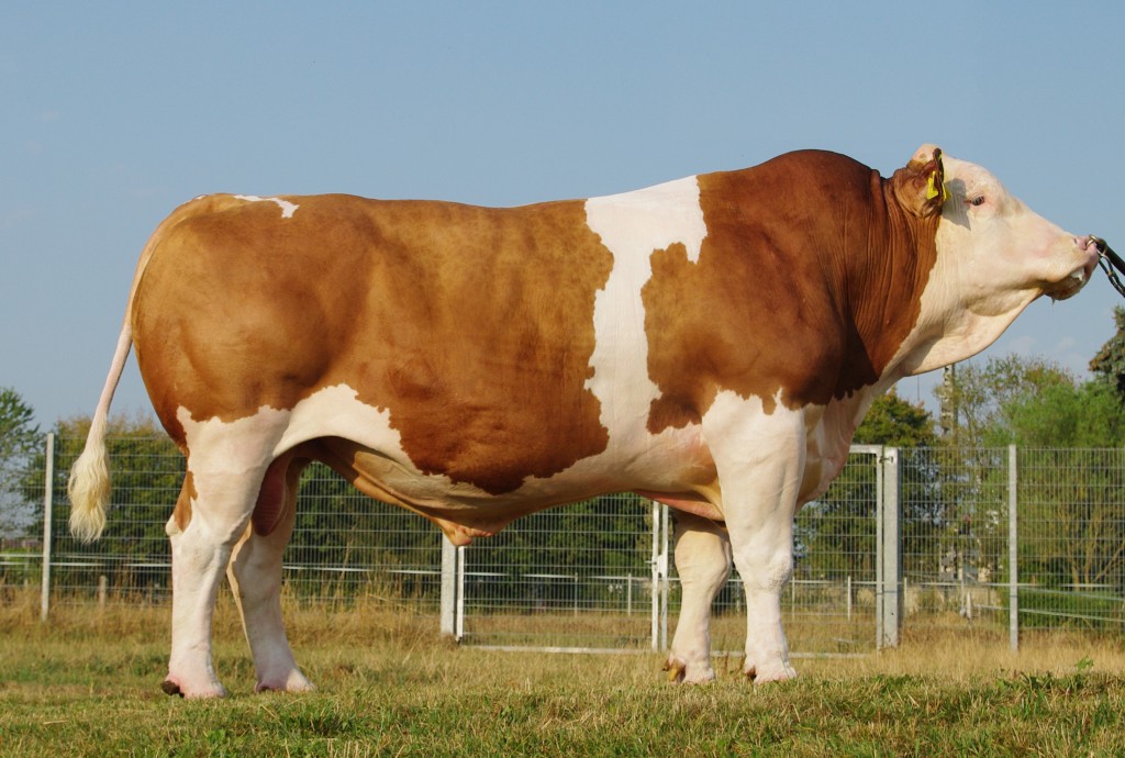 Sığır Irkları Demsa